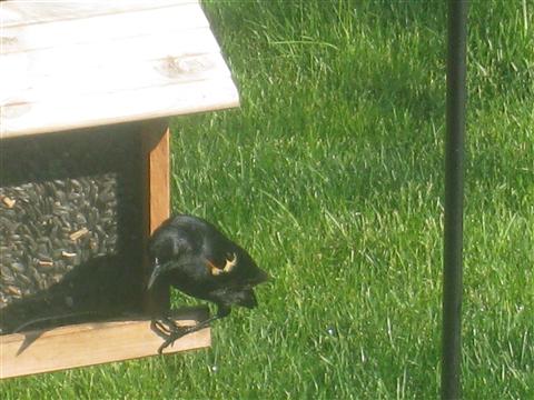  Red-WInged Blackbird 